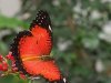 Red Lacewing - Cethosia Chrysippe